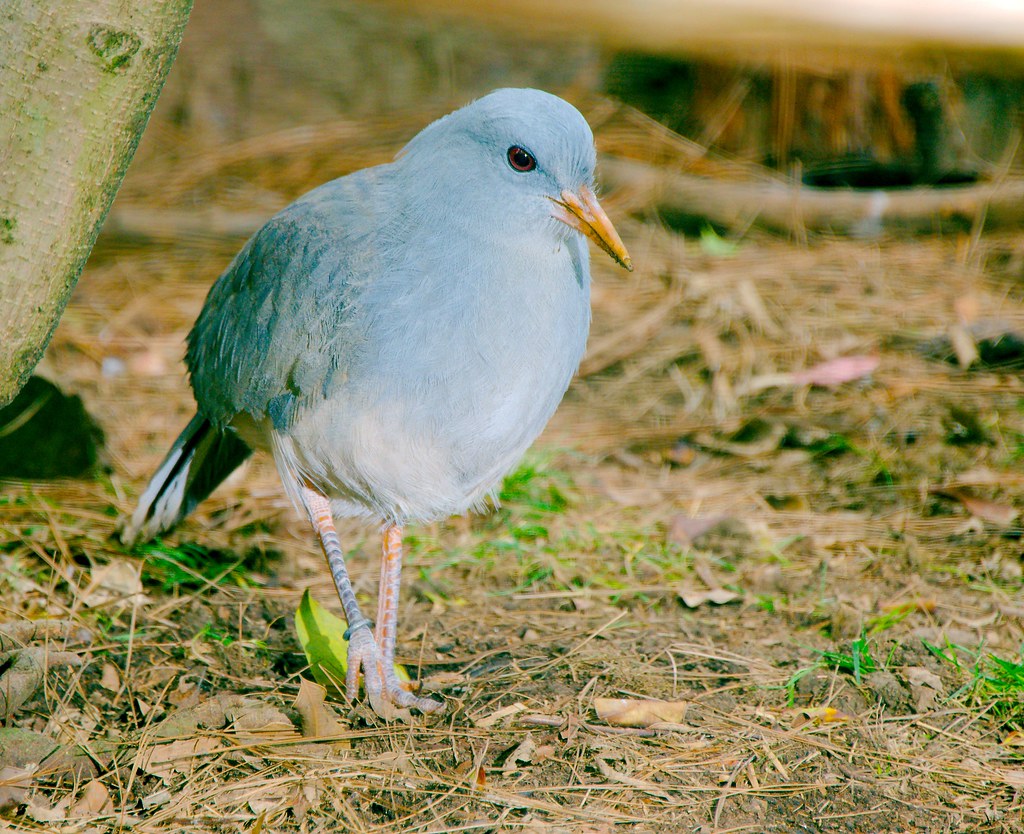 A blue-gray kagu with red eyes and an orange bill stands on brown ground.