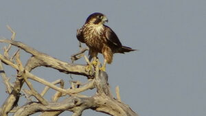 A young Peregrine Falcon perches on a bare tree branch, looking to its right.