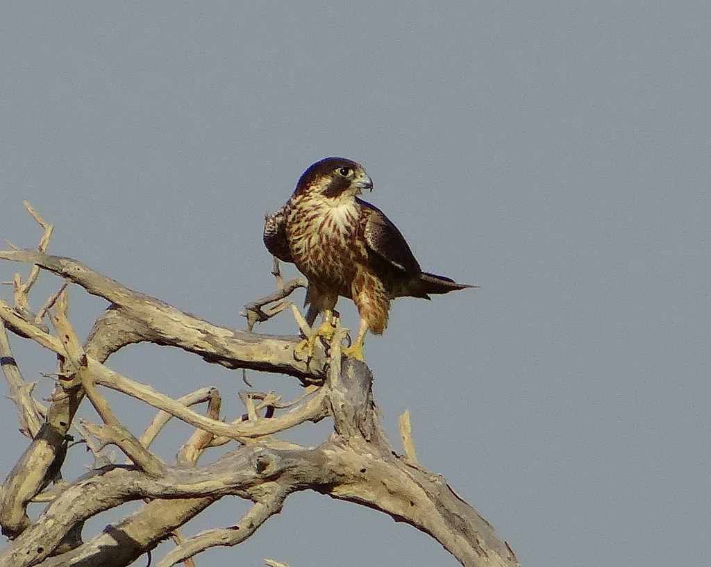 A young Peregrine Falcon perches on a bare tree branch, looking to its right.