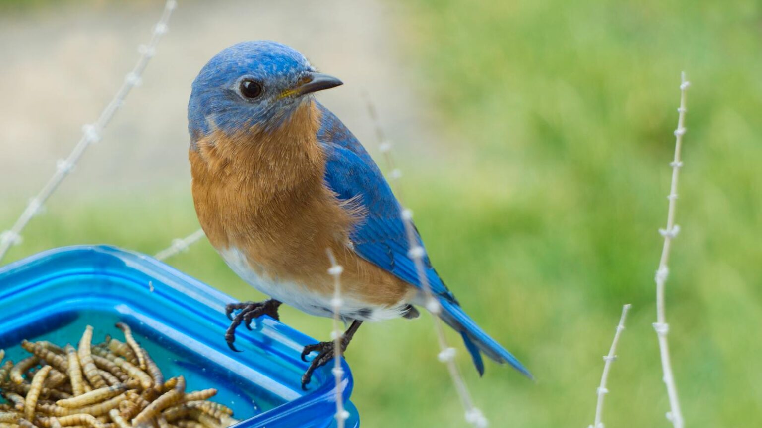 Why Birds Love Mealworms (And How to Offer Them) - bird-life.com