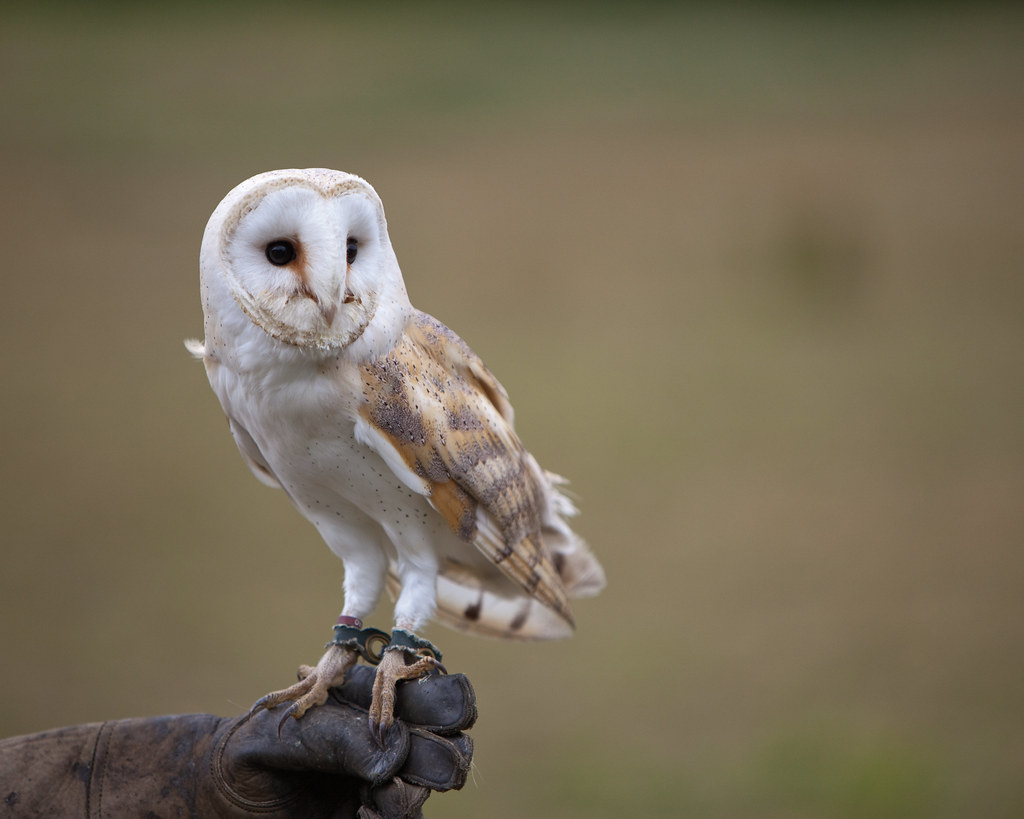 A Barn Owl with a white heart-shaped face and mottled brown wings perches on a glove.