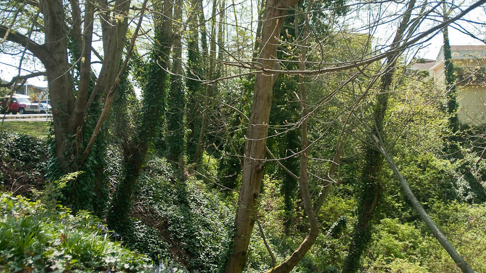 Tree trunks engulfed by overgrown English ivy