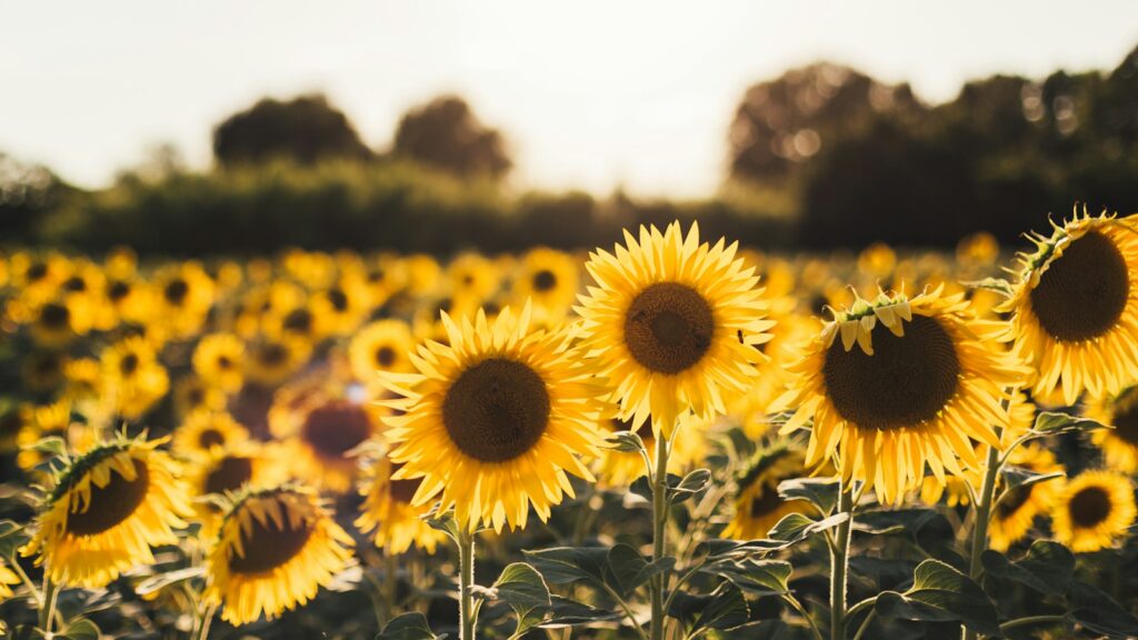 Field of blooming sunflowers basking in summer sunlight