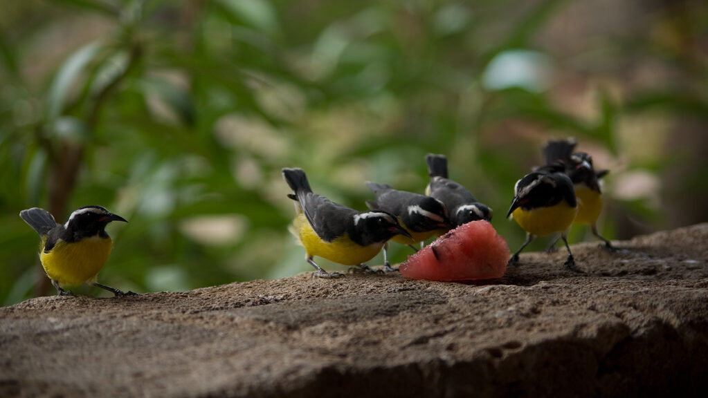 Bananaquits feeding on watermelon slice placed on concrete ledge.