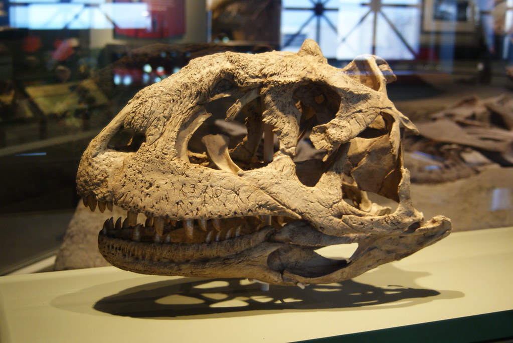 A well-preserved Majungasaurus skull fossil, showcasing its sharp teeth and cranial features.