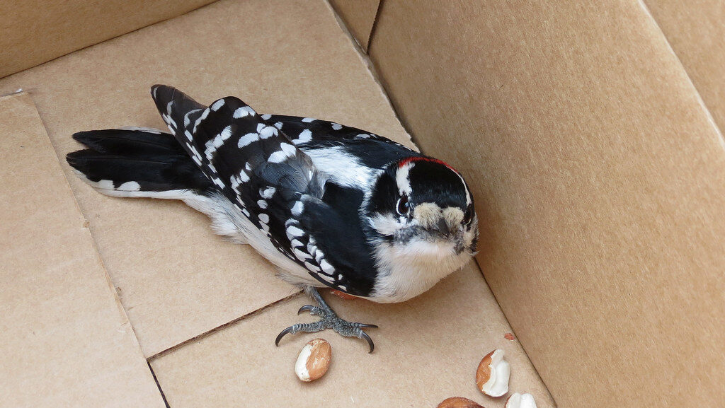 Downy Woodpecker inside cardboard box gazing upward