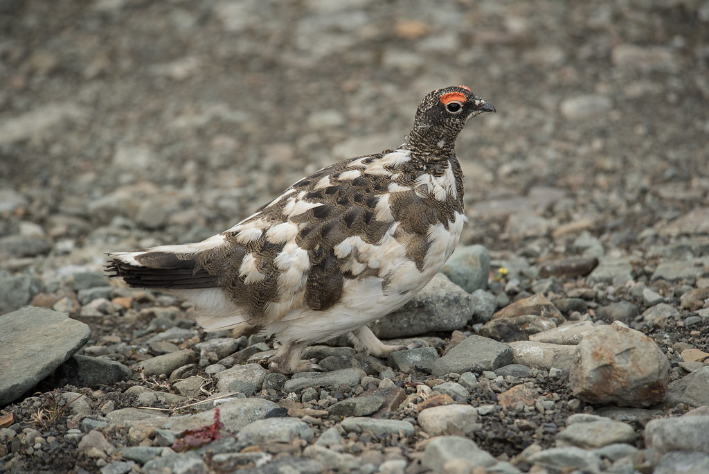 A Rock Ptarmigan stands on rocky ground, displaying its mottled brown and white plumage.