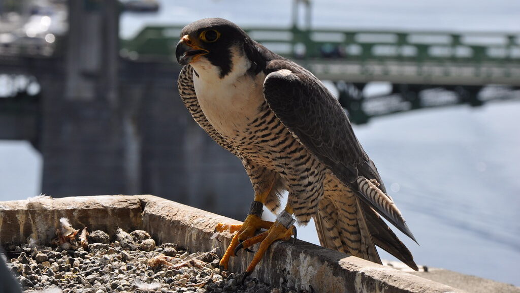 A majestic Peregrine Falcon with a banded leg perches on a ledge, looking alert.