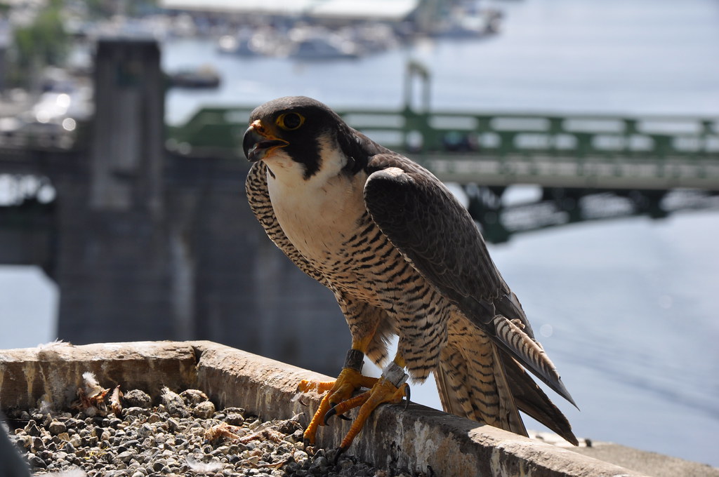A majestic Peregrine Falcon with a banded leg perches on a ledge, looking alert.