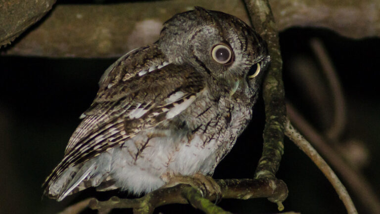An Eastern Screech Owl perches on a branch at night, looking curiously forward.