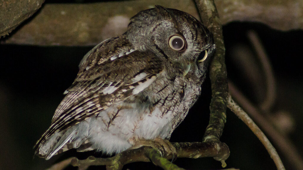 An Eastern Screech Owl perches on a branch at night, looking curiously forward.