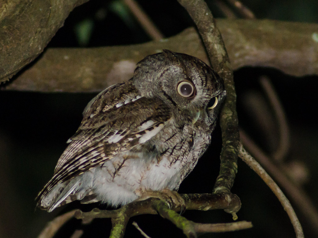 An Eastern Screech Owl perches on a branch at night, looking curiously forward.