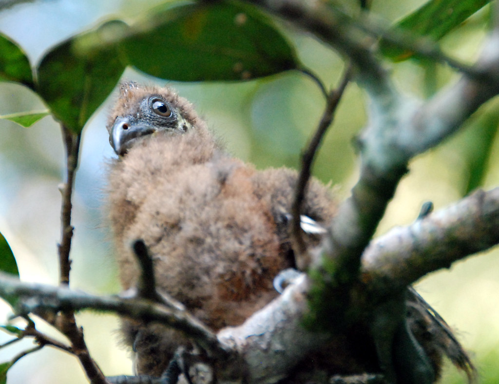 A fluffy, brown Hoatzin hatchling sits in a nest, looking upwards through branches.