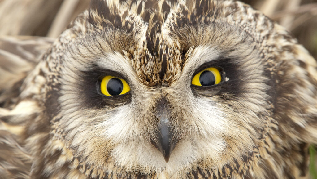 Short-eared Owl close-up with narrowed eyes