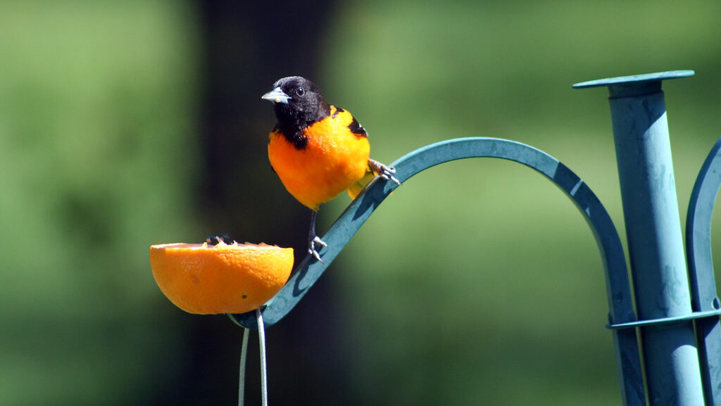Oriole perched on metal post with orange cup attached
