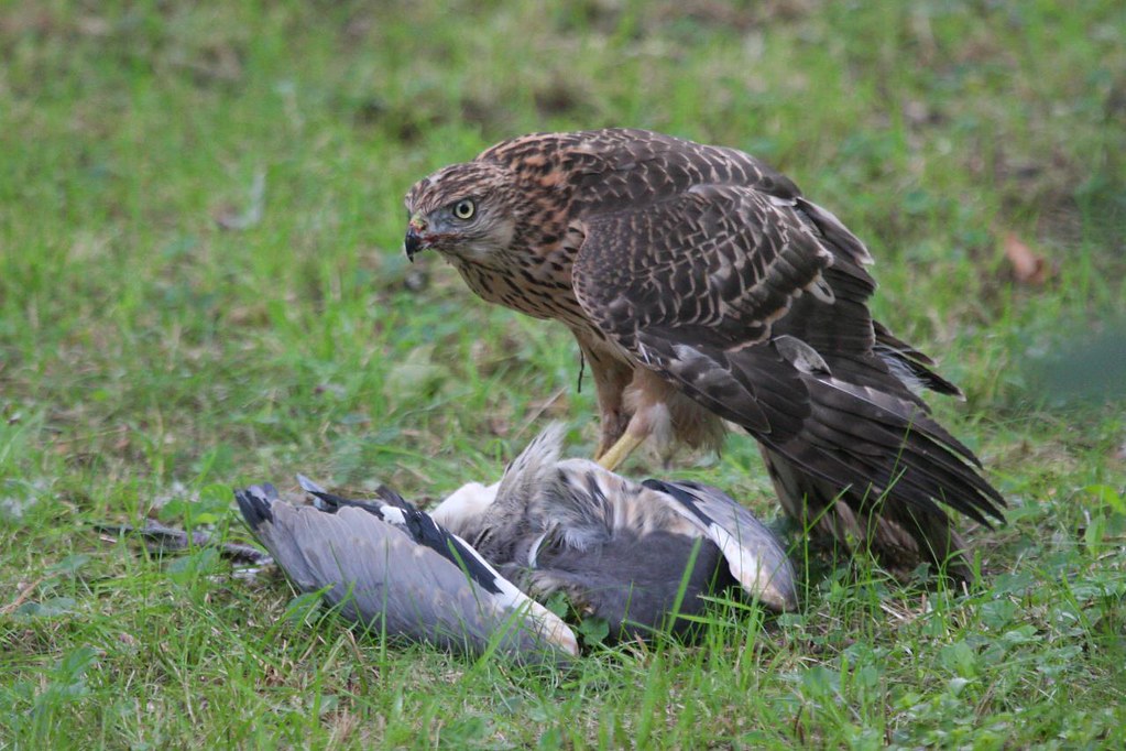 A northern goshawk stands over its prey on the grassy ground, looking forward.