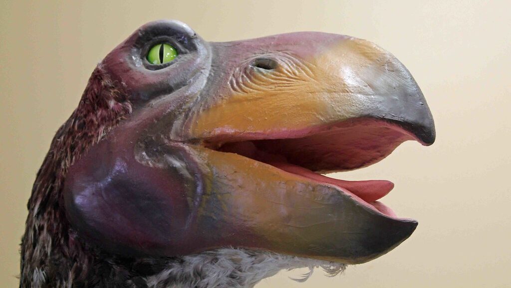 Close-up of the head of a Gastornis model showing large beak