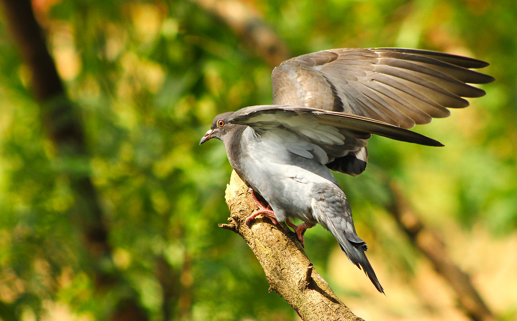 A Rock Dove perches on a branch with wings spread, amidst green foliage.