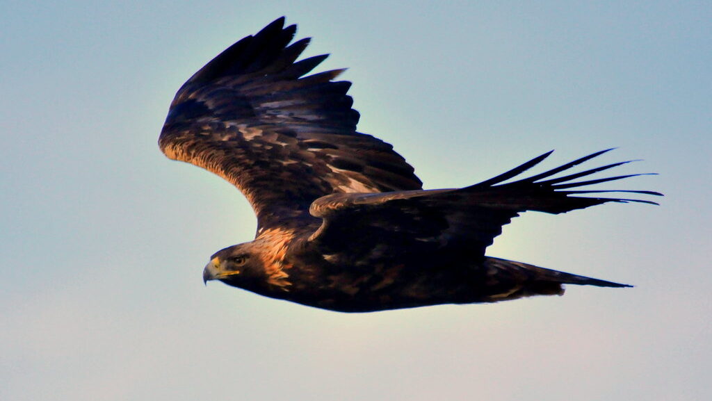 A majestic Golden Eagle soars against a pale sky, wings fully extended in powerful flight.