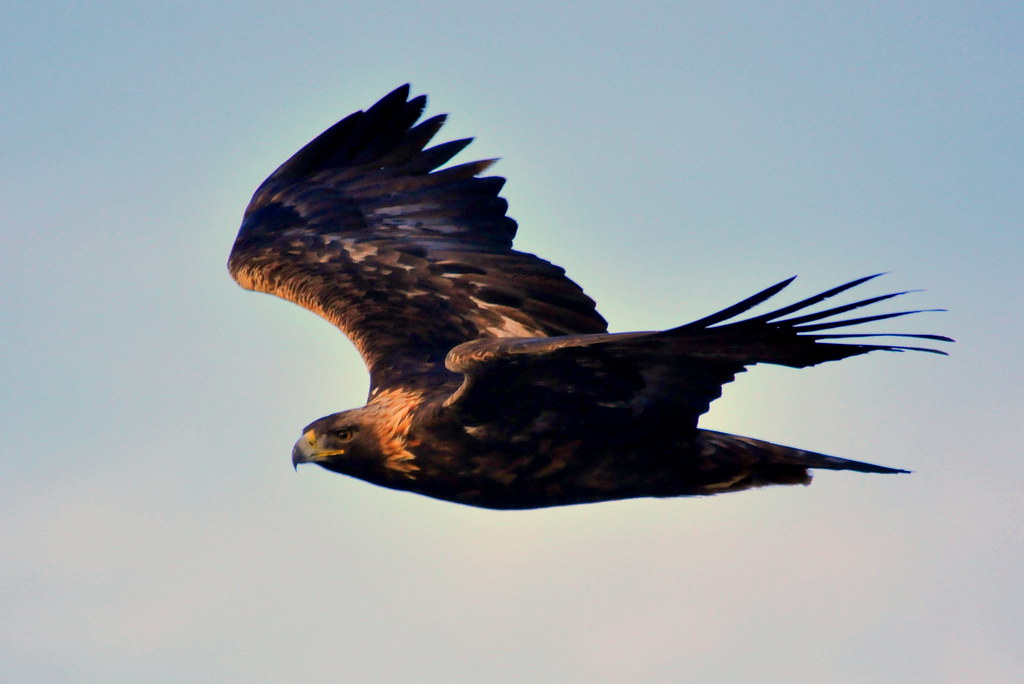 A majestic Golden Eagle soars against a pale sky, wings fully extended in powerful flight.