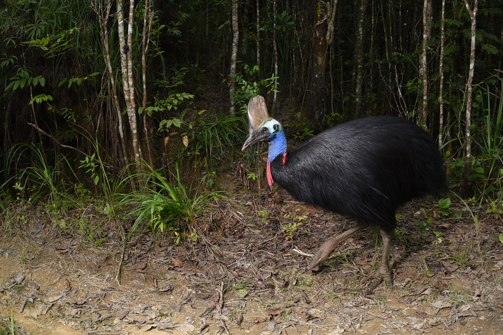 A Southern Cassowary with a colorful head and casque walks through a forest.