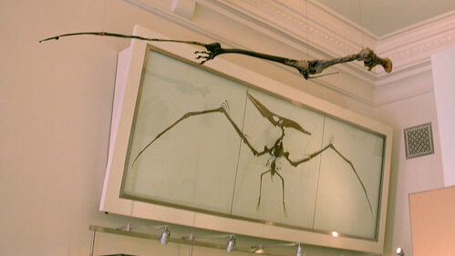 Bone wing fossil display at the American Museum of Natural History in New York