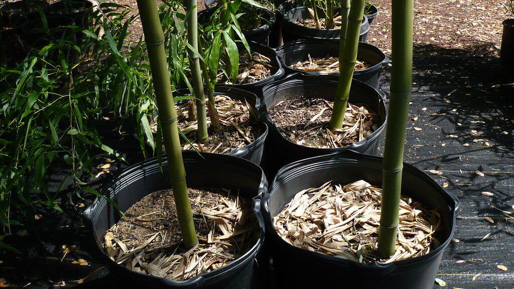 Potted bamboo plants