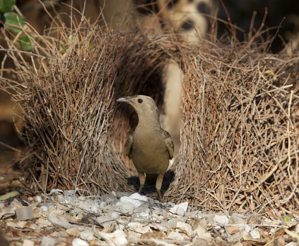 A brown Great Bowerbird stands in front of its stick bower, decorated with pale stones.