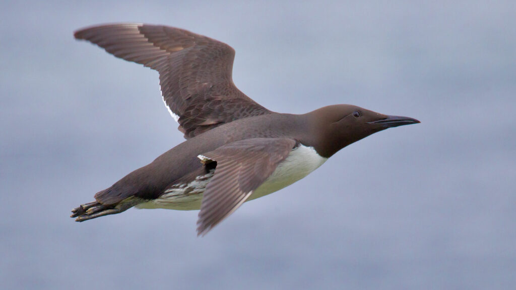 Common murre in mid-flight over the ocean