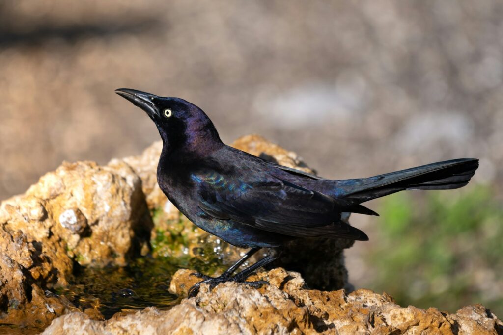 A sleek Common Grackle with iridescent blue and purple feathers stands on a rock.
