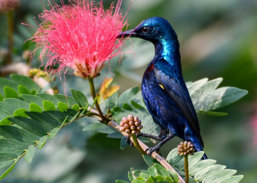 A vibrant purple sunbird with iridescent plumage perches near a pink fluffy flower.