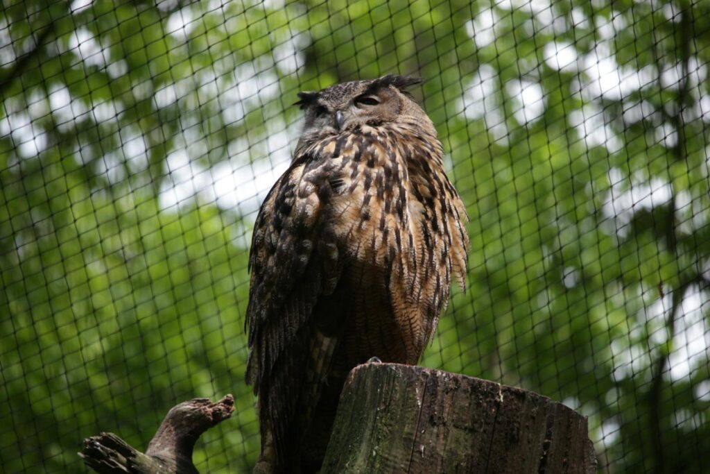 A striking owl perched against a lush green backdrop, showcasing its natural beauty outdoors.
