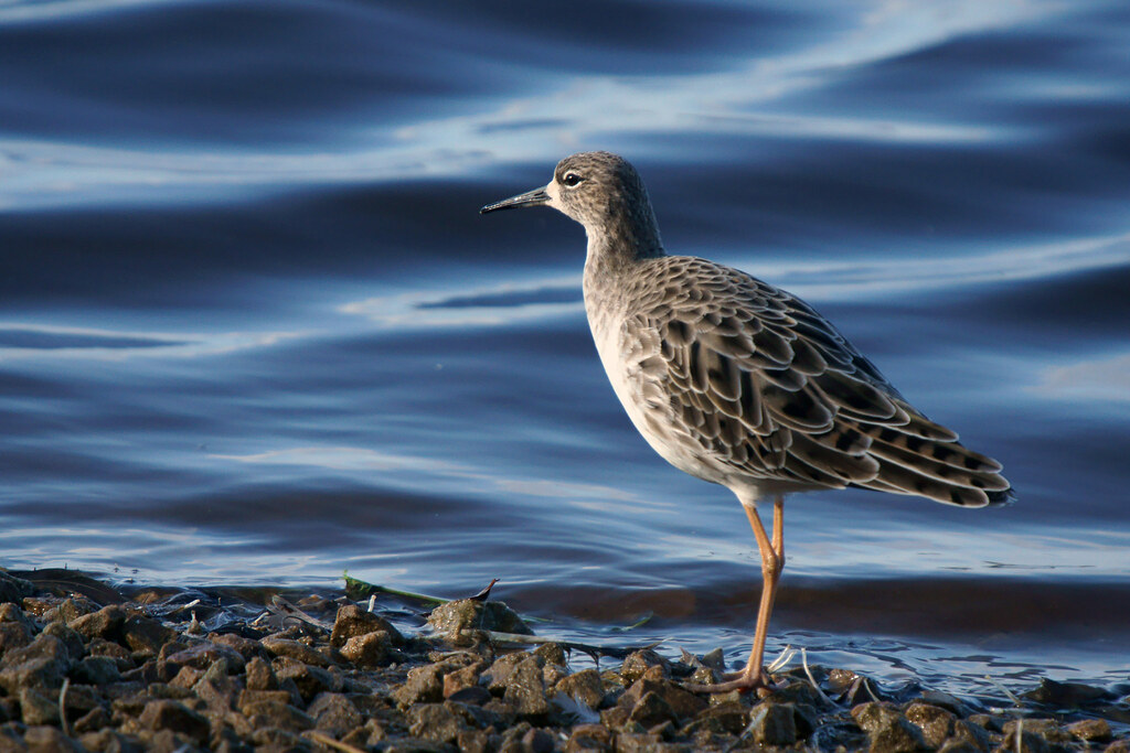A ruff with patterned grey-brown plumage stands at the edge of a body of water.