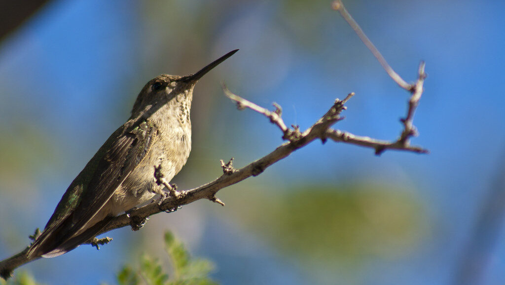 Female Ruby-throated Hummingbird feeding at Brinton Desert Botanical Garden