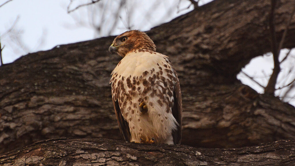 Juvenile red-tailed hawk perched on a bare tree branch