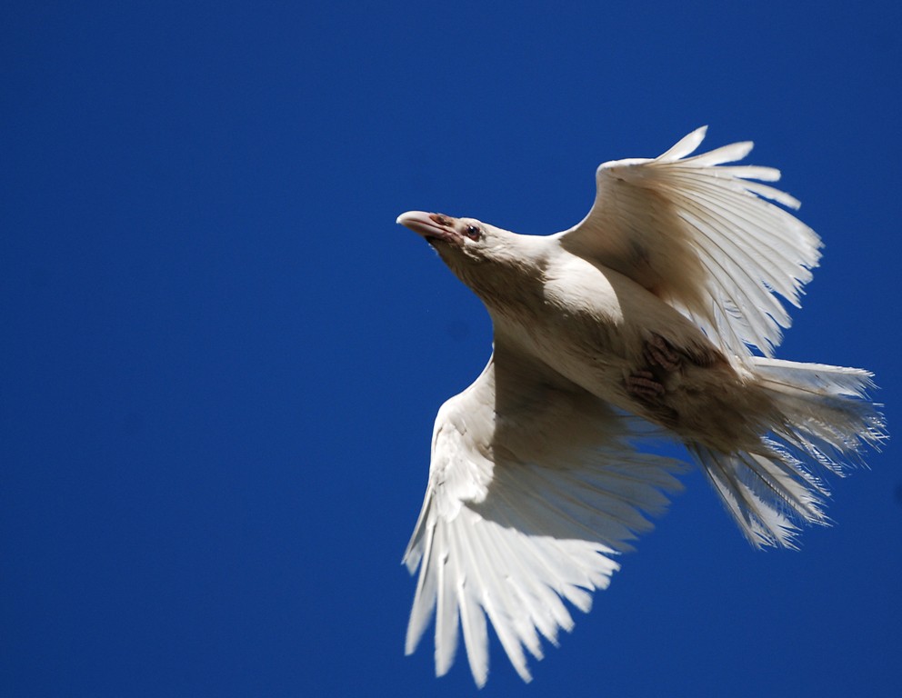 A White Raven with broad wings flies against a clear blue sky.