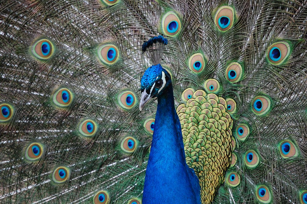 A majestic peacock displays its fanned tail feathers, featuring numerous iridescent eyespots.