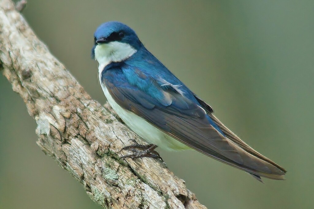 A vibrant Tree Swallow with iridescent blue and white feathers perches on a textured branch.