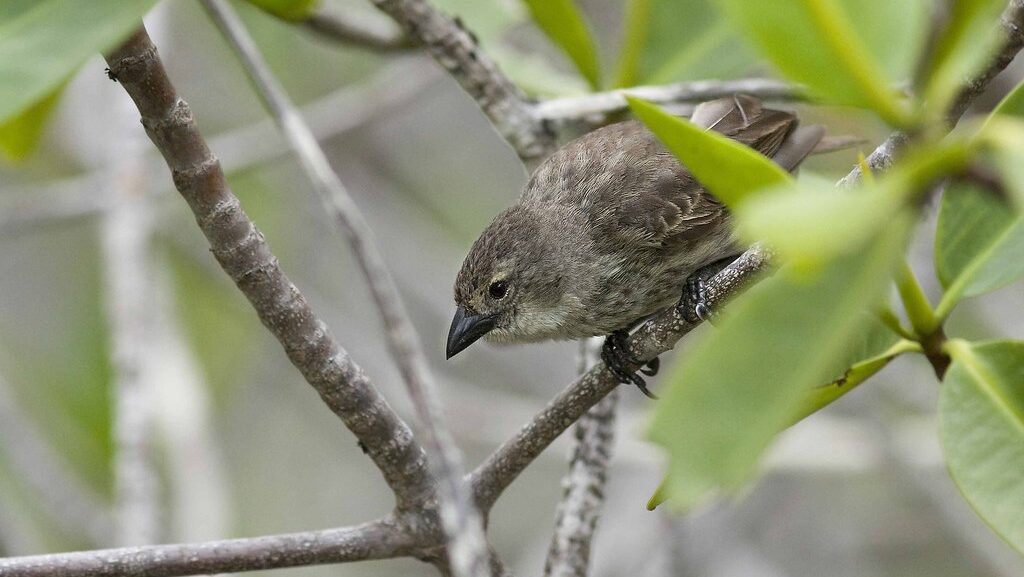 Mangrove Finch in a low crouch on a branch, focused on surroundings