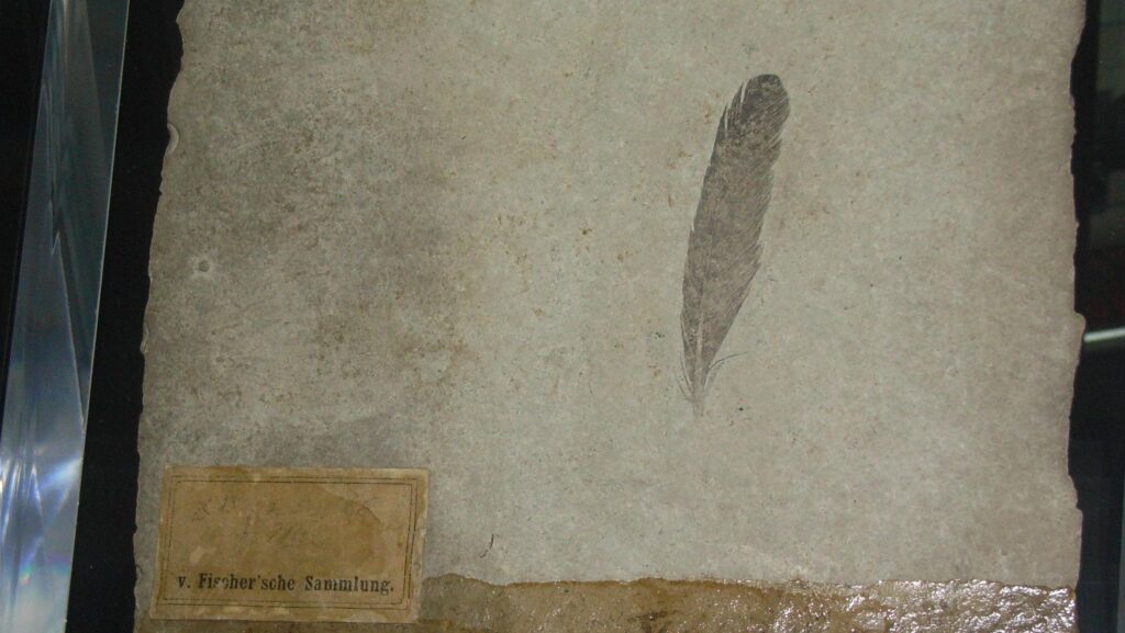 Fossilized feather of Archaeopteryx, the Urvogel