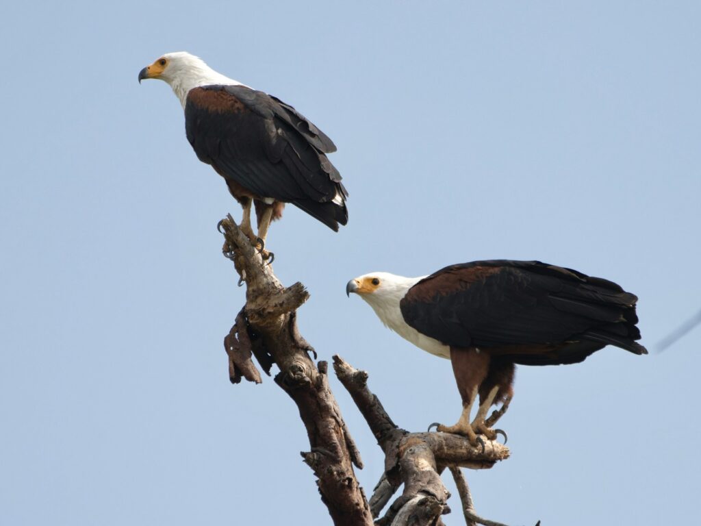 Two African Fish Eagles perch attentively on a bare tree branch against a clear sky.