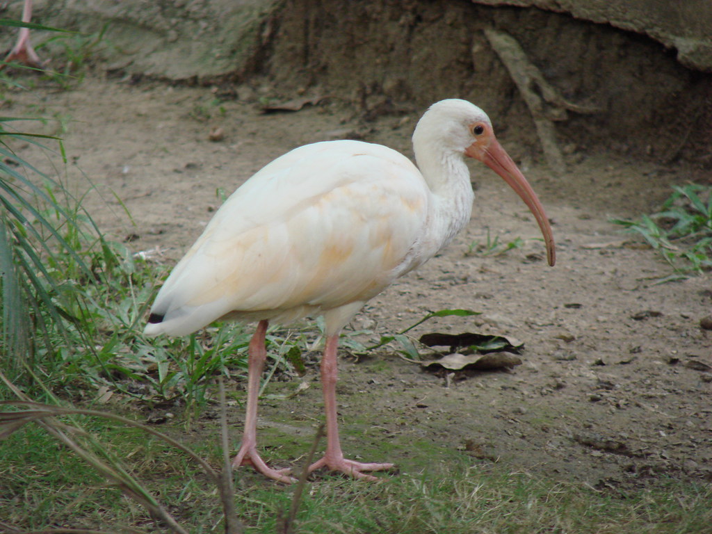 A White Ibis with white plumage and a long, curved orange beak stands on dirt.