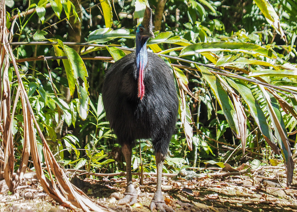 A southern cassowary with a colorful head stands amidst lush green foliage.