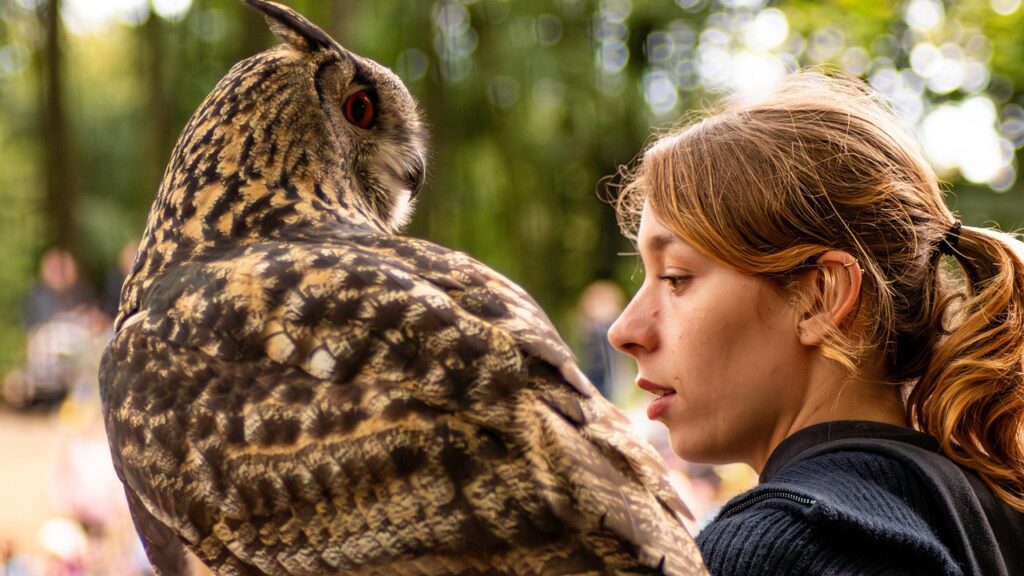 Eagle Owl perched on falconer’s glove, turning its head to look behind