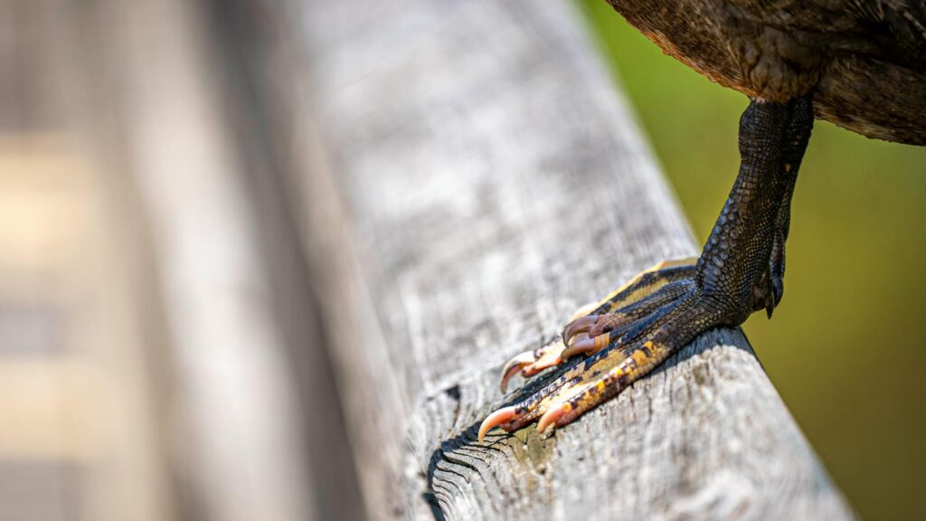 Feet of bird perched on rustic wooden railing