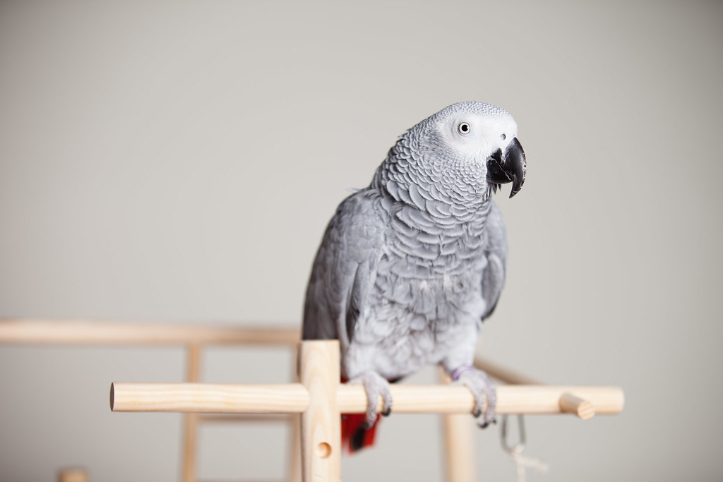A grey parrot with a black beak and red tail feathers perches on a light wooden stand.