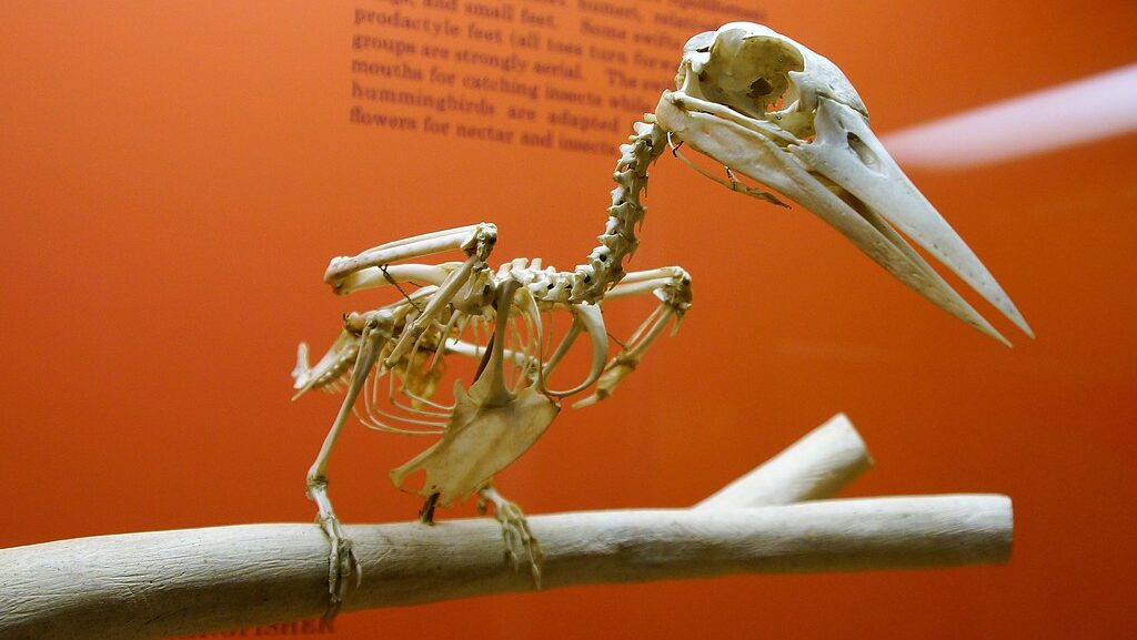 Skeleton of Chaetura pelagica (Chimney Swift) at National Museum of Natural History