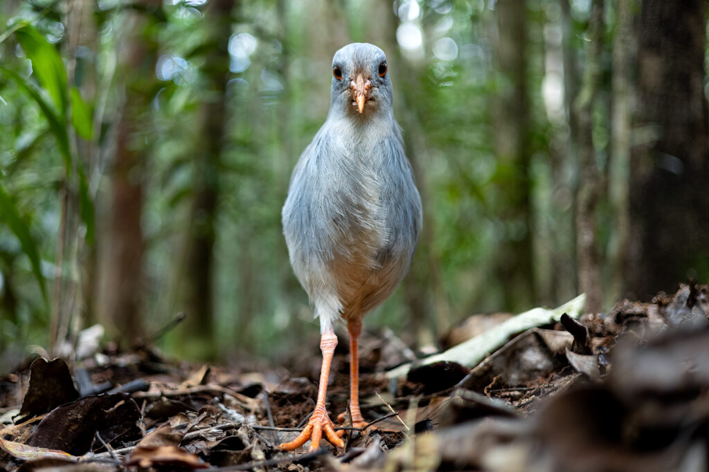 A pale kagu with orange legs and bill stands facing forward on the forest floor.