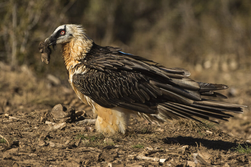 A Bearded Vulture with pale head and dark wings holds a piece of carcass in its beak.