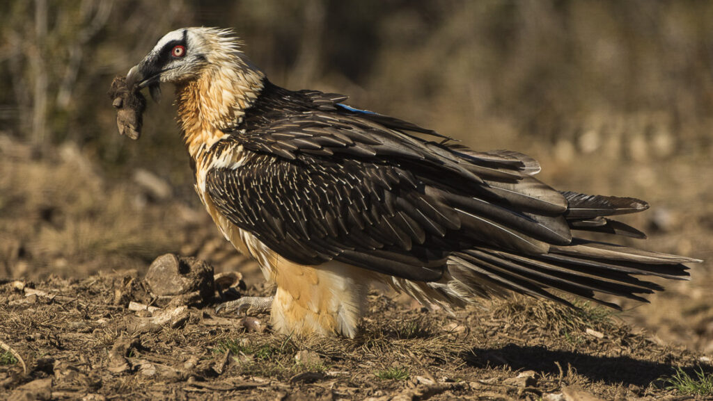 A Bearded Vulture with pale head and dark wings holds a piece of carcass in its beak.